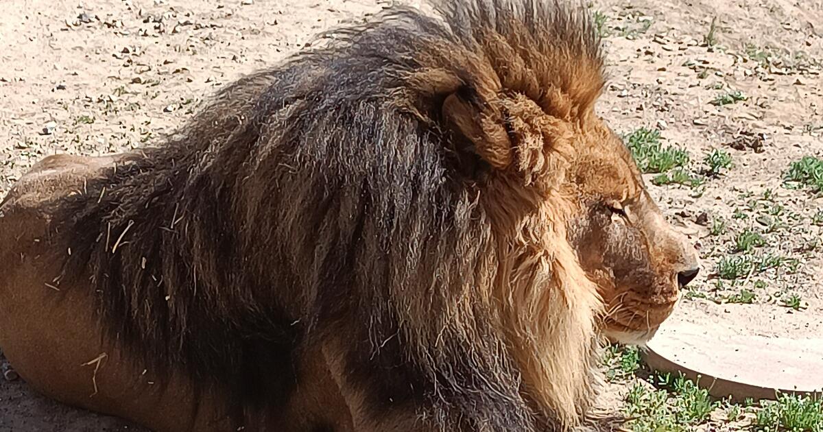 Ventura County sanctuary kept exotic animals without permits, D.A. sa...