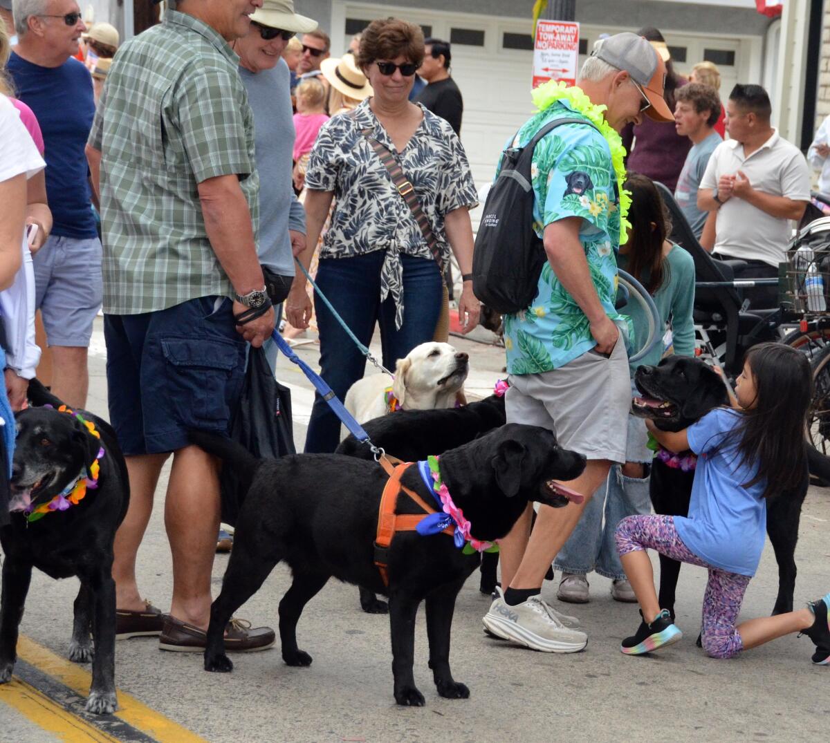 Assorted Labrador dogs receive hugs and pats from kids during the Balboa Island Parade.