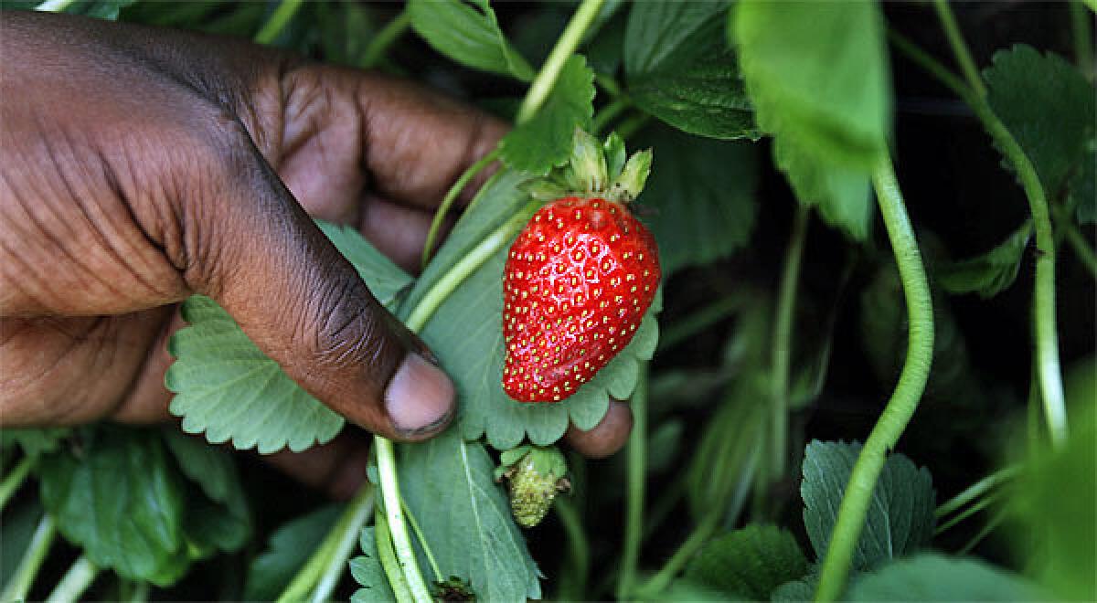 An organically grown strawberry.