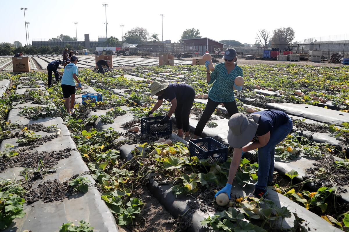  Volunteers help collect butternut squash at Westminster High School's Giving Farm on Saturday.