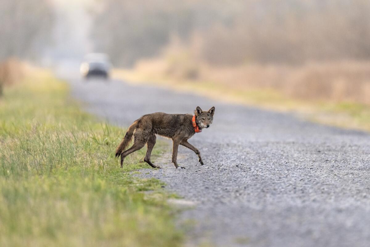 A red wolf wearing an orange collar crosses a road.