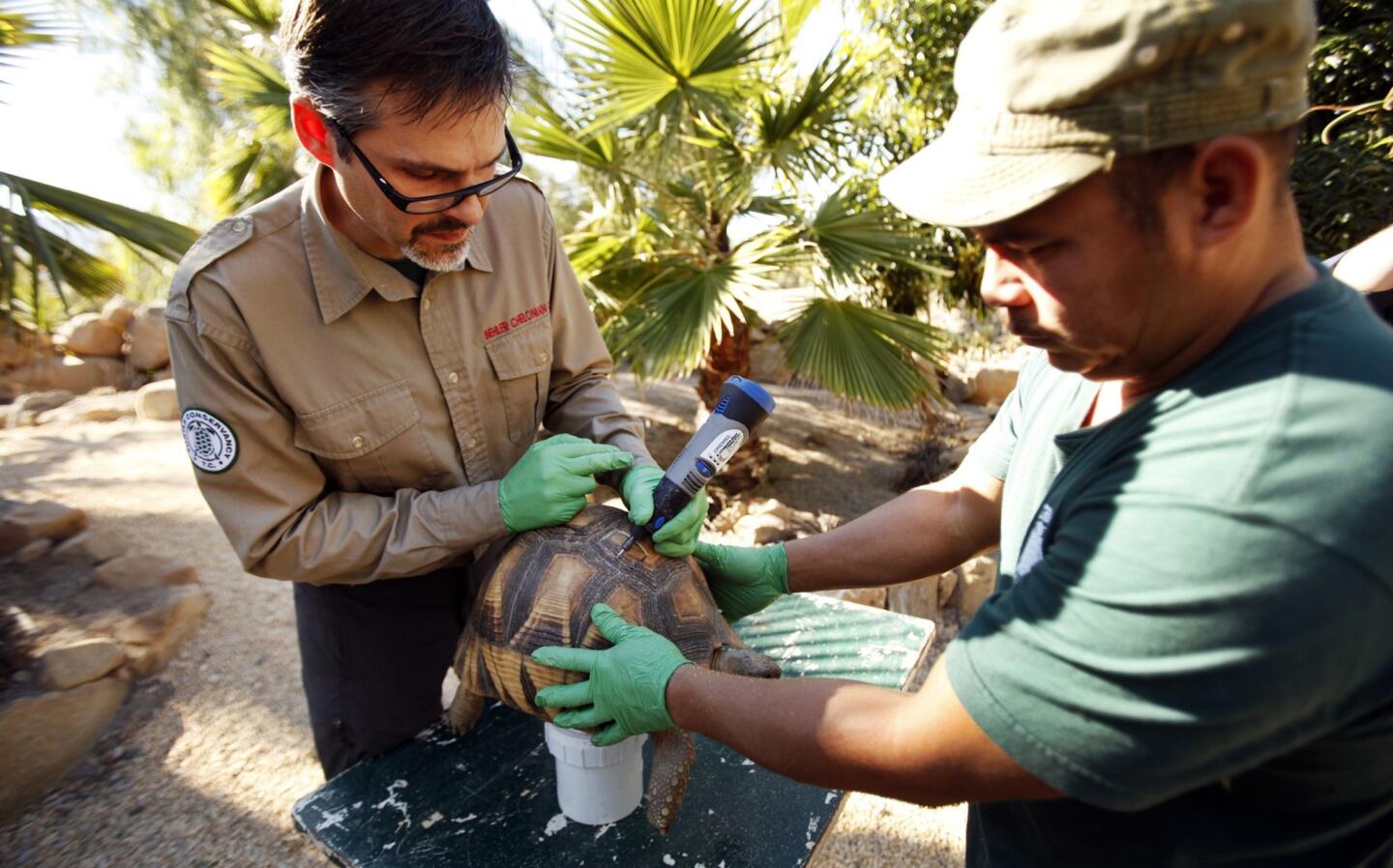 Paul Gibbons and Armando Jimenez of the Behler Chelonian Center use a drill tool to etch a code onto the shells of two ploughshare tortoises to reduce the risk that they'll be stolen by poachers.