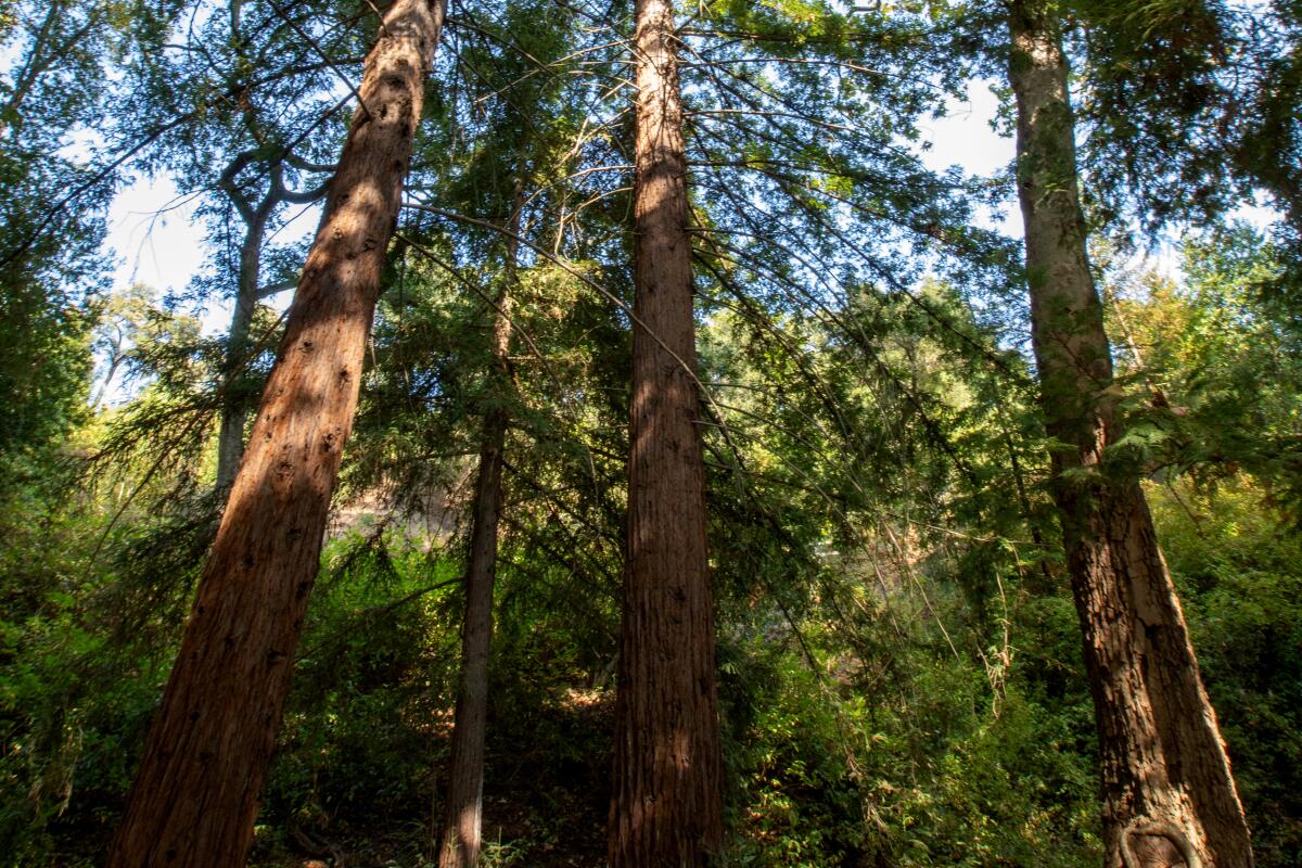 Santa Barbara Botanical Garden visitors with redwoods