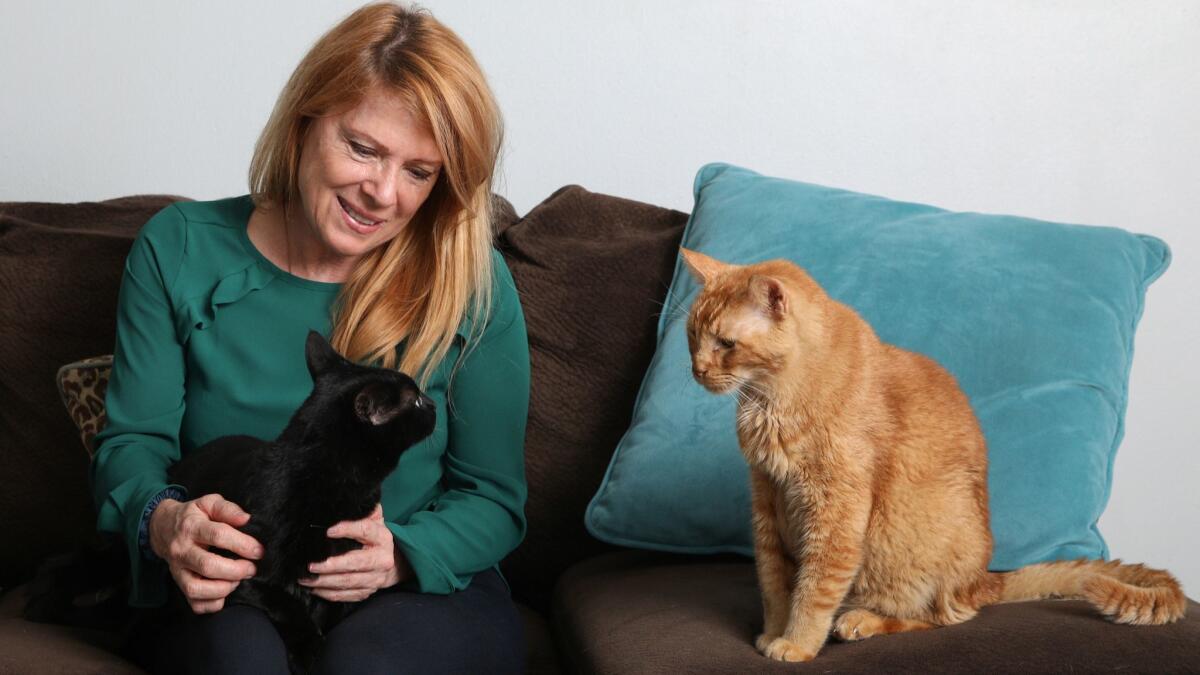 Brenda Fraley, the leader of Save a Purrfect Cat Rescue, sits with cats named Cookie, left, and Newman in the feline residence in Houston.