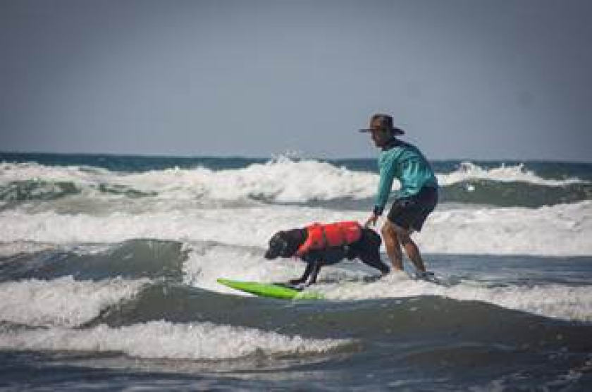 More than 70 surfing dogs are expected to participate Sunday, Sept. 12, in the Surf Dog Surf-A-Thon.
