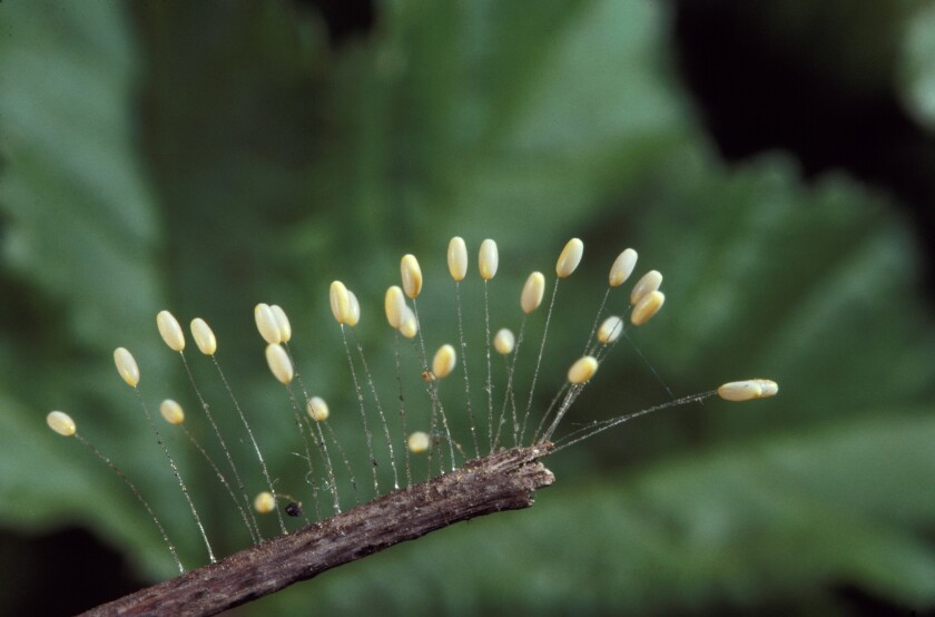 Garden Mastery: Here's how to identify and manage insect pests in your ...