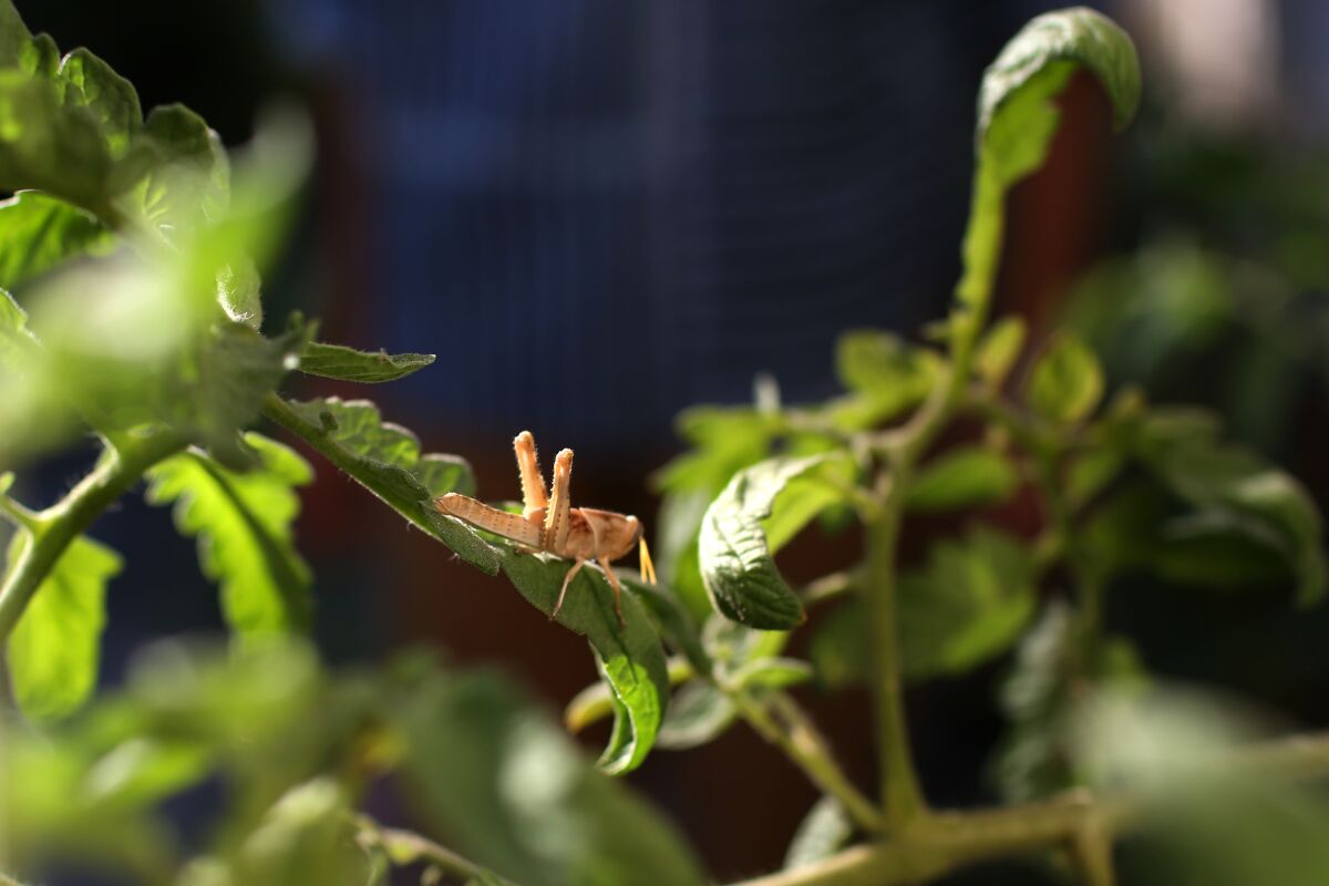 A grasshopper rests on a tomato plant in Jamie Williams' garden.