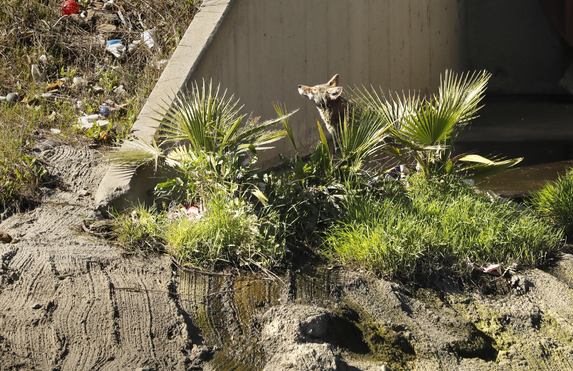 A coyote's head rises from behind a small palm plant in a trash-strewn landscape