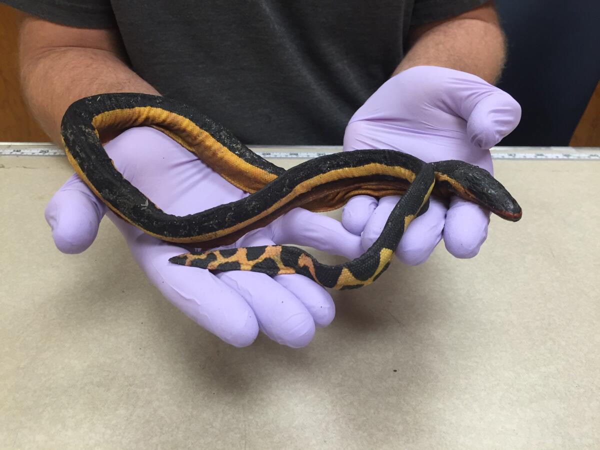 A yellow bellied sea snake washed ashore in Huntington Beach on Dec. 13. It is the third sea snake ever recorded in Southern California and was probably driven north of its normal tropical habitat by El Niño.