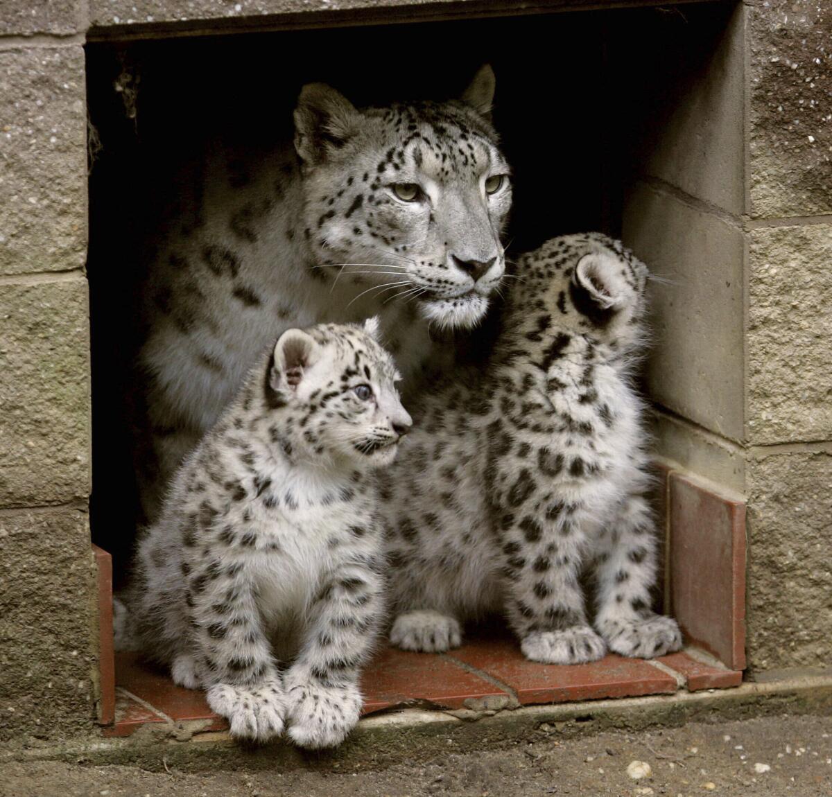 FILE - In this July 15, 2010, file photo, two snow leopard cubs born two months earlier stand next to their mother, Himani, at the entrance to their den at the Cape May County Zoo in Cape May Court House, N.J. Himani, who gained national attention for giving birth to seven cubs, has died at 17 years old, the zoo said Sunday, Feb. 14, 2021. Himani, who reared four litters of cubs at a time when snow leopard breeding success was at a low point, was “peacefully euthanized following a battle with cancer” on Friday, according to a press release from Cape May County. (Dale Gerhard/The Press of Atlantic City via AP, File)