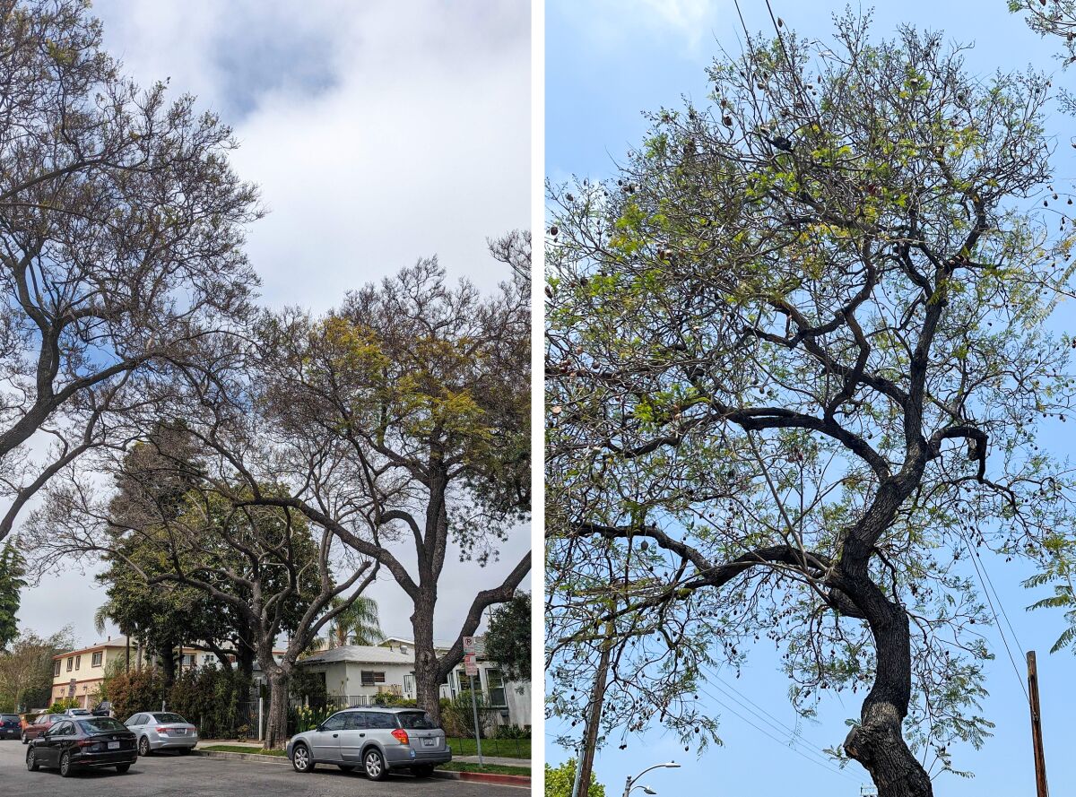 Jacaranda trees in Santa Monica on May 23, 2023, left, and Highland Park on May 22, 2023, right, are sparse.