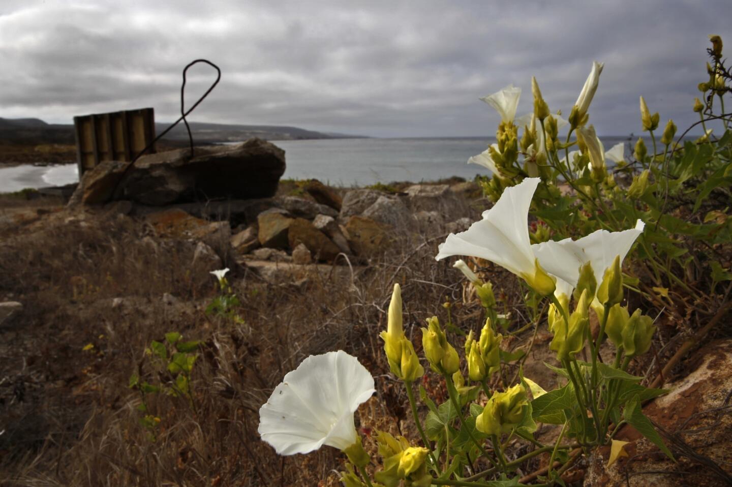 An island morning glory