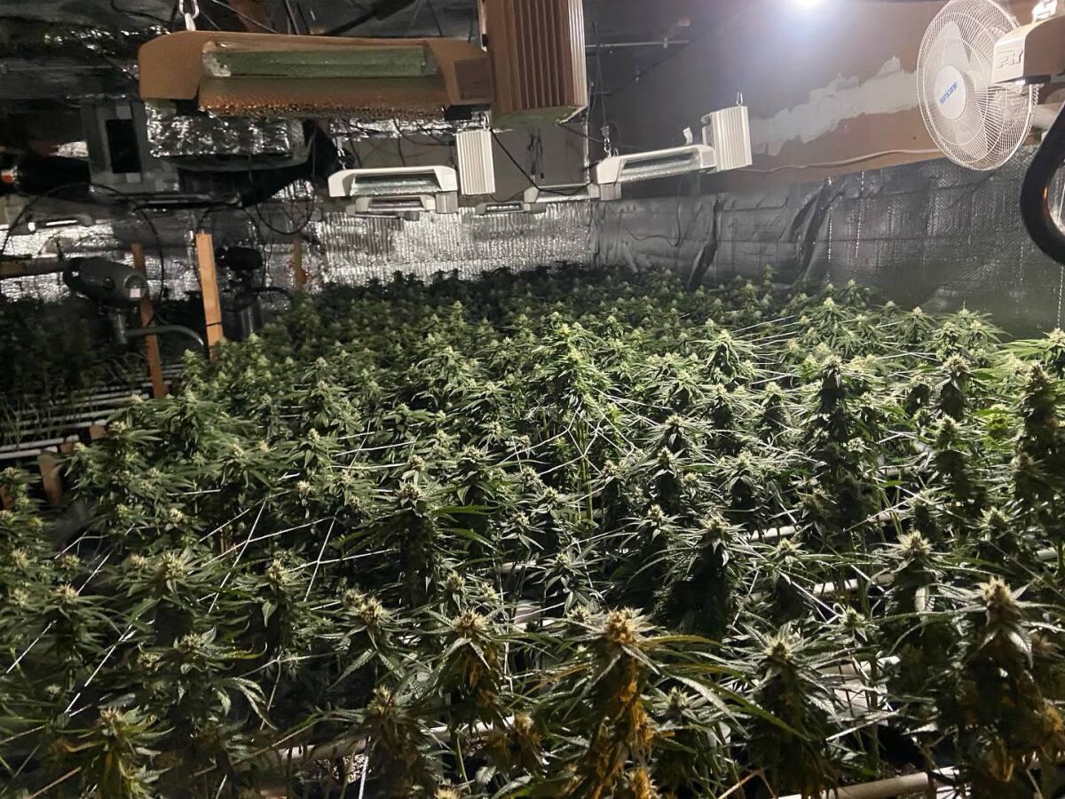 An illegal grow operation discovered in an industrial-area building on Costa Mesa's Cadillac Avenue contained 2,500 plants.