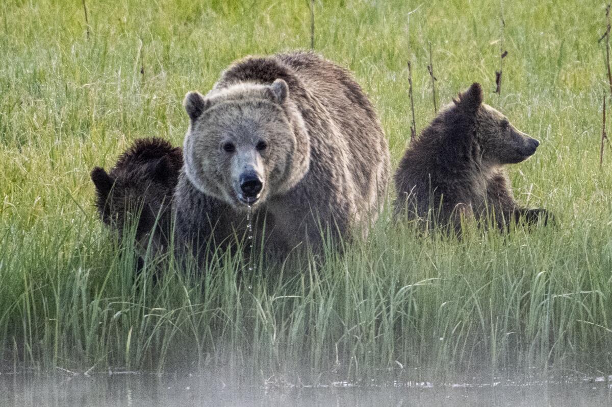 A Grizzly bear drinks from a creek as her two cubs stay close by her side