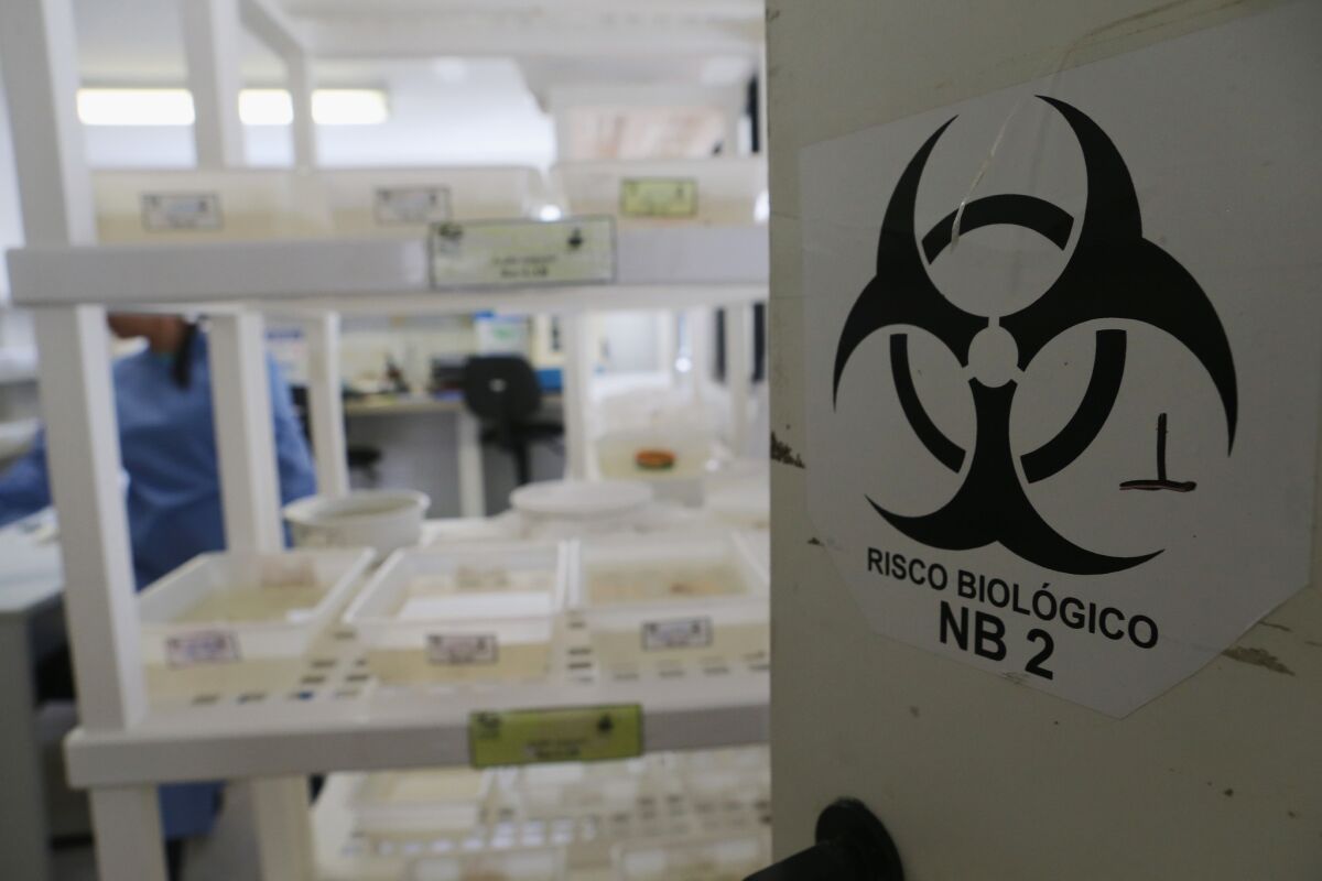Aedes aegypti and other mosquitos are contained in a lab at the Fiocruz institute in Brazil. The Aedes aegypti mosquito transmits the Zika virus and is being studied at the institute.