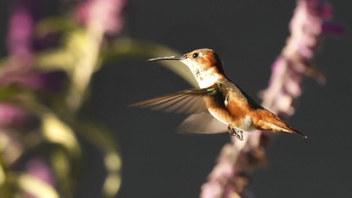 An Allen's hummingbird is drawn to Salvia spathacea.