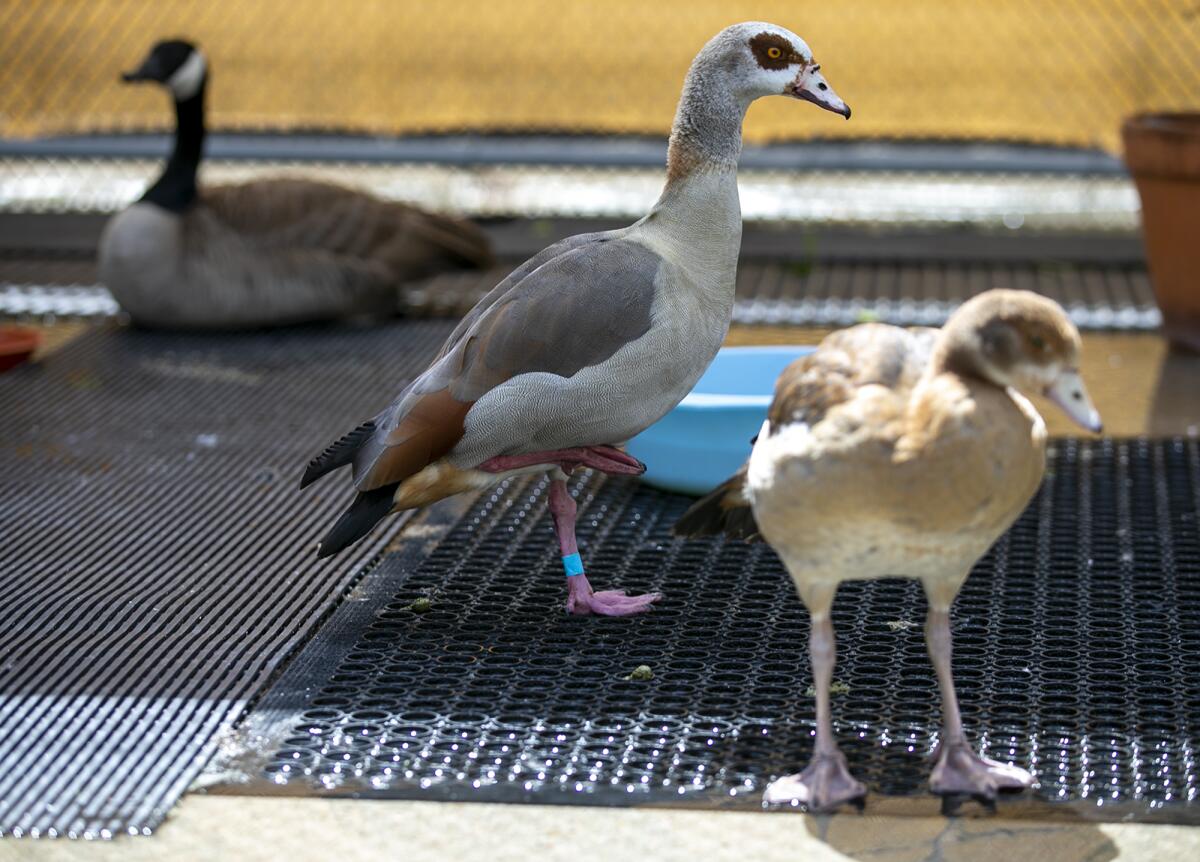 Two Egyptian geese and one Canada goose enjoy a warm day at the Wetlands & Wildlife Care Center on Thursday.