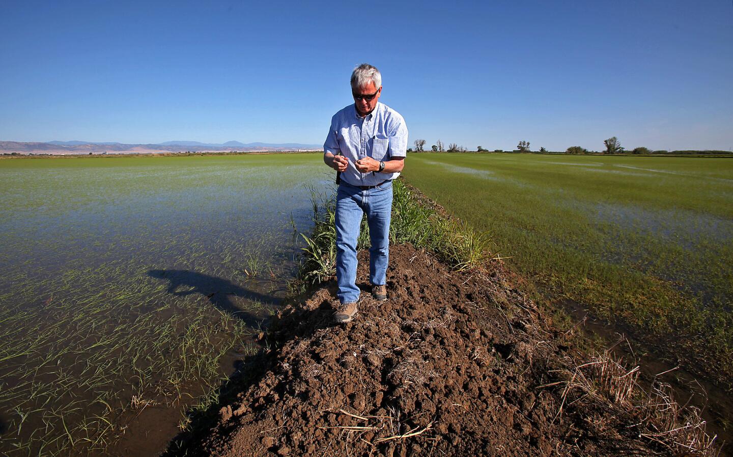 Rice farmer Don Bransford walks along a berm in one of his rice fields near the city of Williams in the Sacramento Valley.