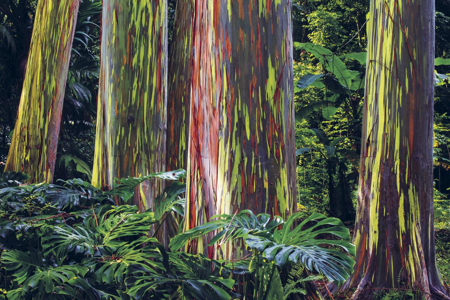 Rainbow Eucalyptus Trees – Hawaii