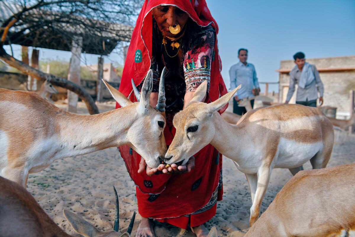 A woman feeds the animals at the temple in Jajiwal village near Jodhpur, in India's Rajasthan state.