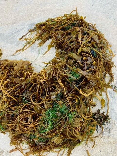 Mark Romano seaweed wreath.jpg