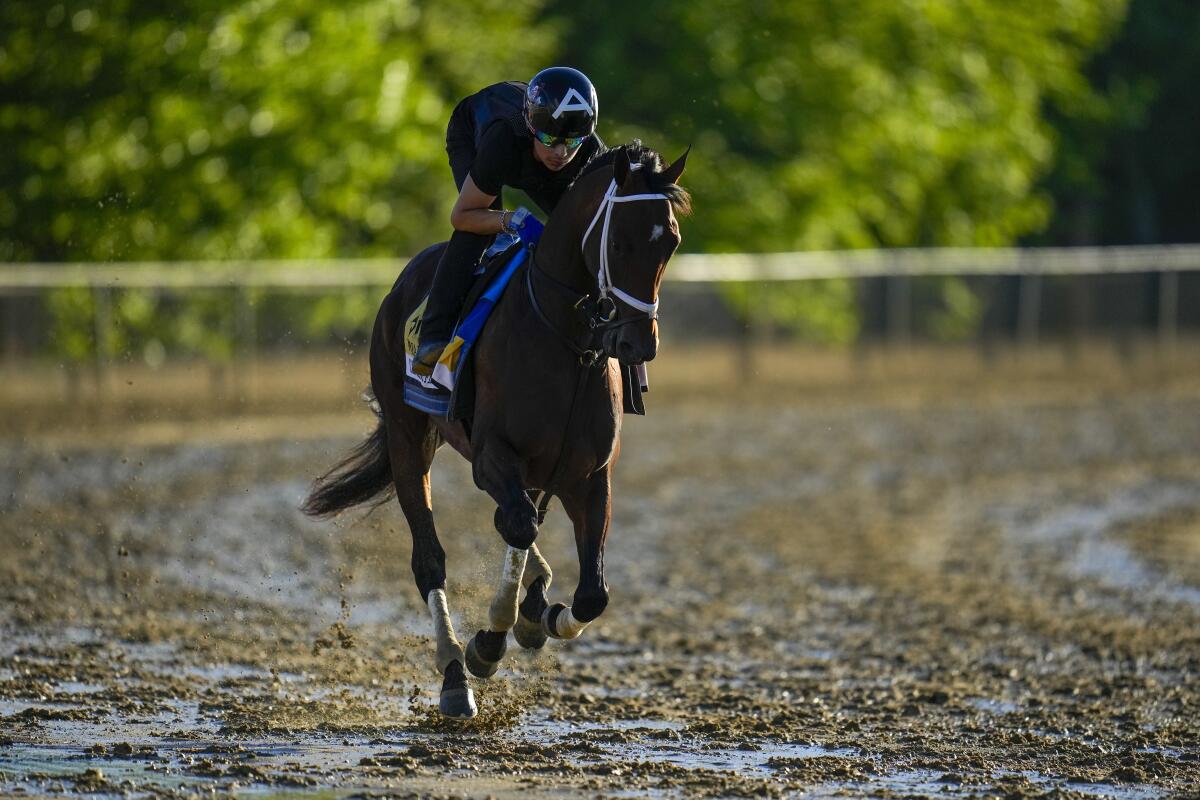 Preakness Stakes entrant Catching Freedom works out Thursday ahead of the 149th running of the Preakness Stakes 