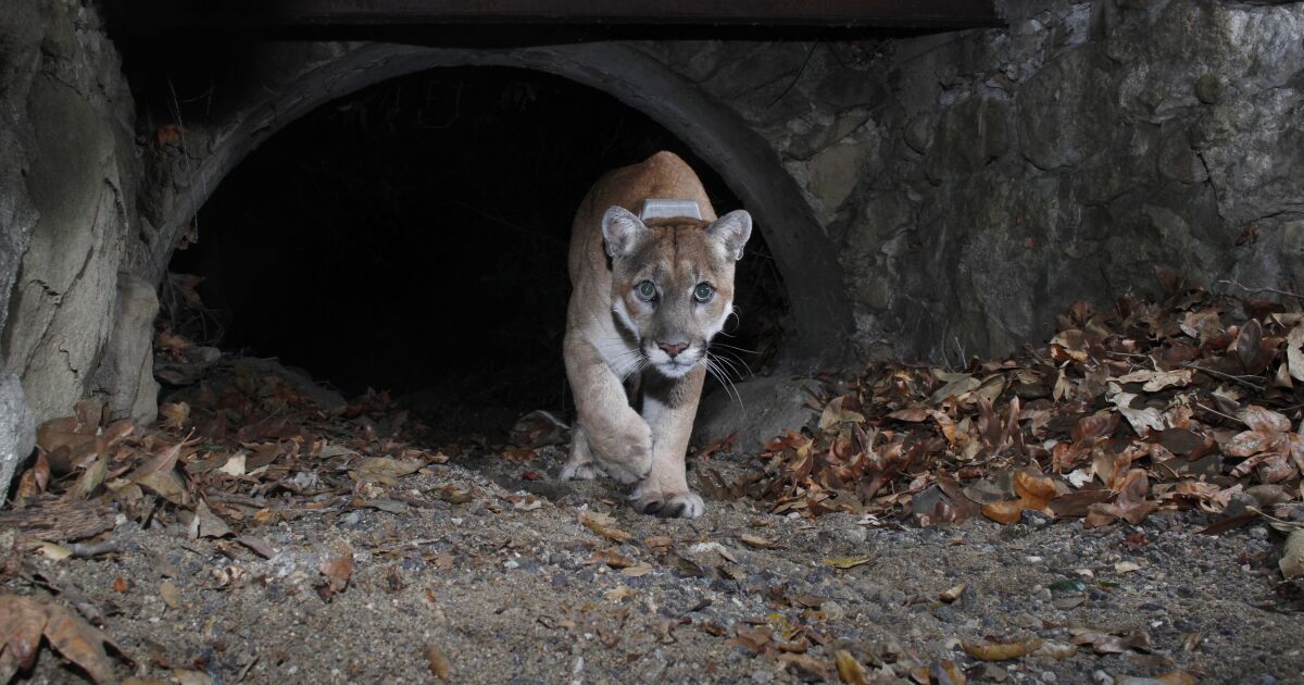 Memorial hike set for beloved cougar P-22 in Griffith Park