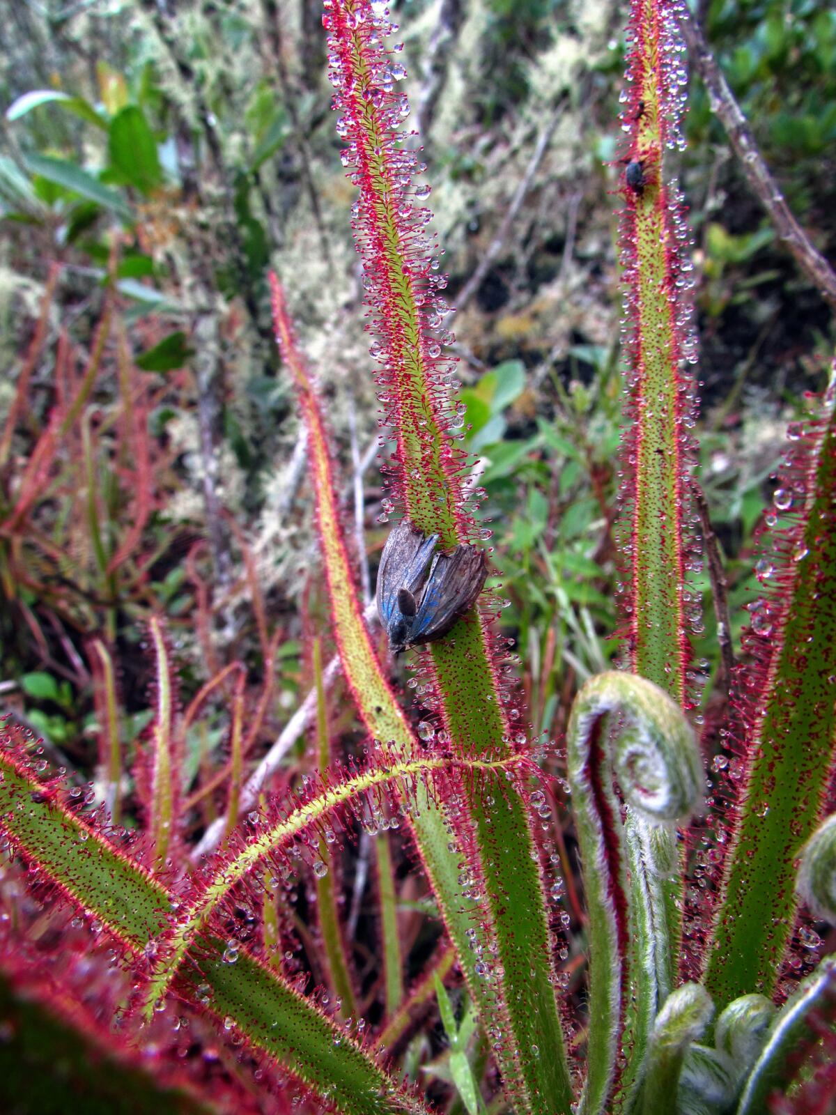 The giant sundew with prey, a small butterfly. (Paulo M. Gonella)