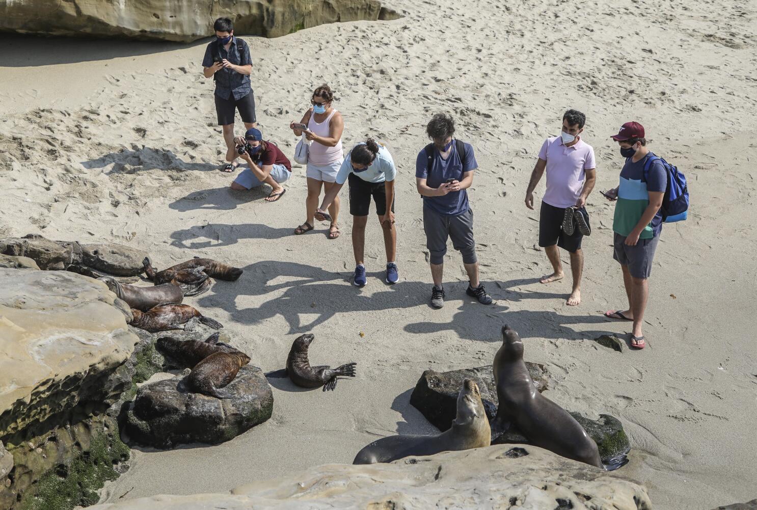 Advocates try to discourage beach-goers from getting too close to La Jolla sea  lions and their pups - La Jolla Light