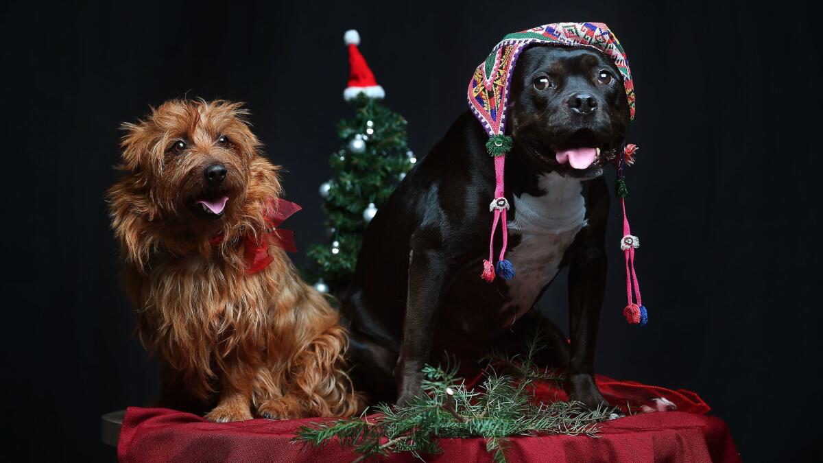 Happy Holidays from the Essential Arts & Culture dogs, Henry and Bonnie.
