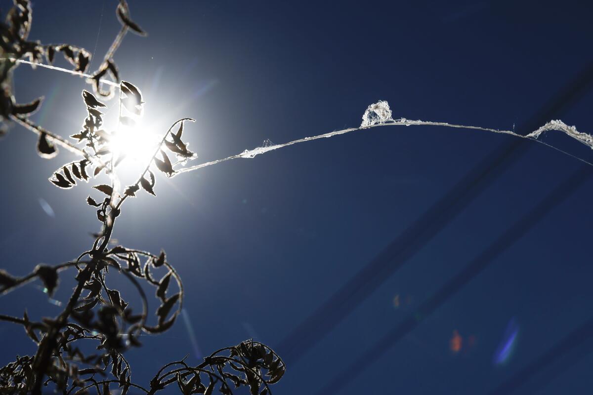 Strands of silk from baby spiders that cluster together and float through the air are stuck to a bush. 