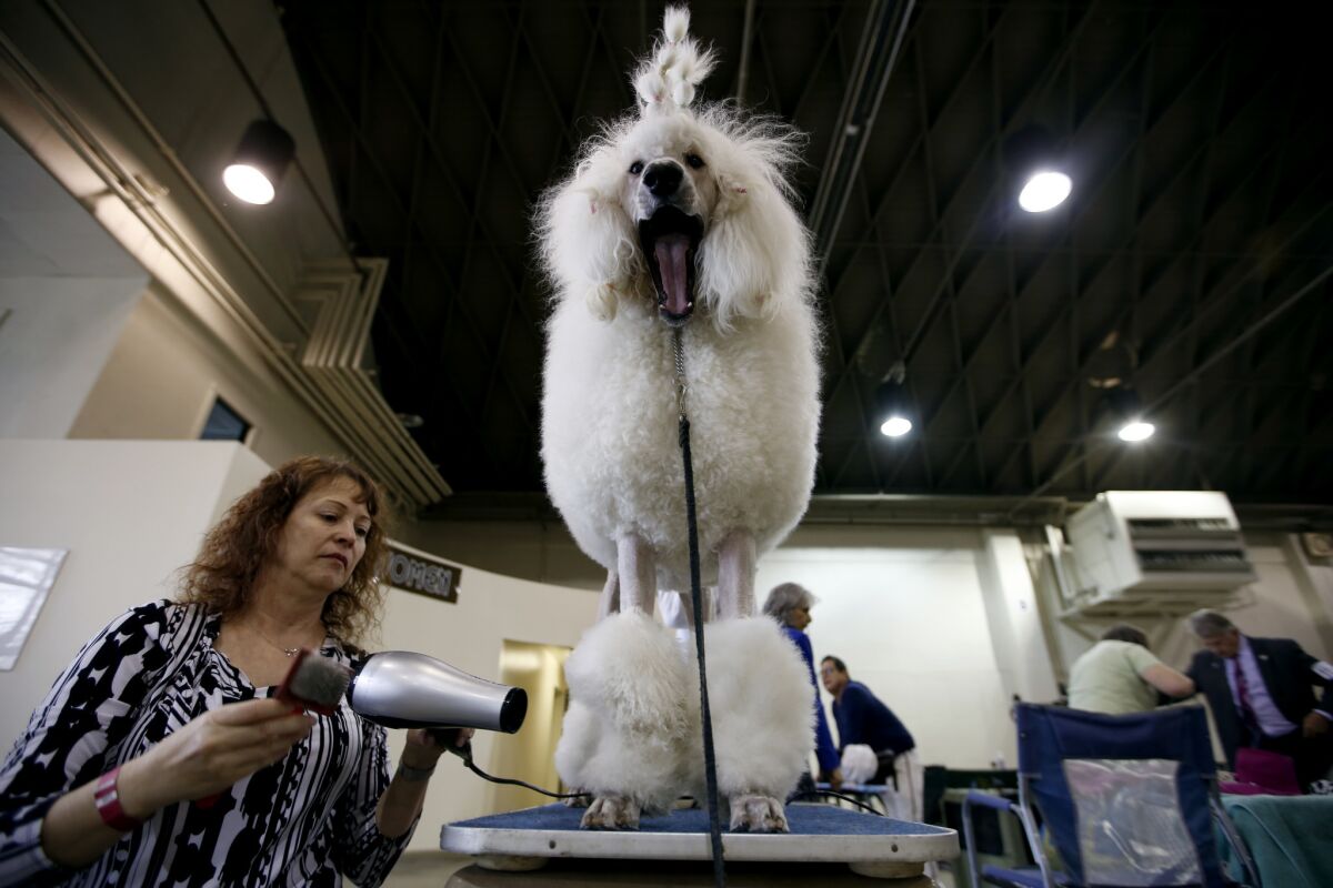Tina Yeates, 54, grooms Mira, a female 14-month-old standard poodle at the first Beverly Hills Dog Show.
