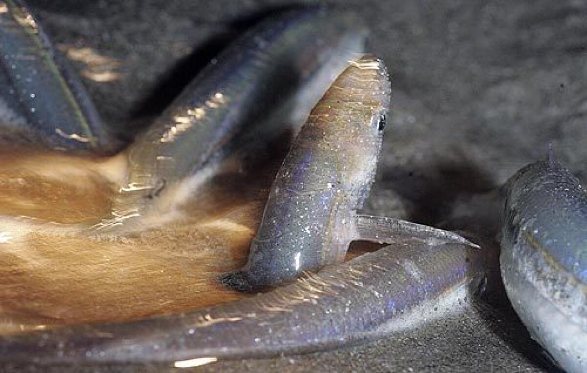 Female grunion lays eggs while partly buried in the sand as male grunion attempt to fertilize the eggs.