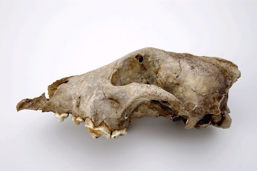 This skull fragment belonged to a Palaeolithic dog that lived 36,000 years ago near the Goyet cave in Belgium. Researchers believe the species represented by this fossil is from a species that was an ancient sister-group to all modern dogs and wolves, rather than a direct ancestor.