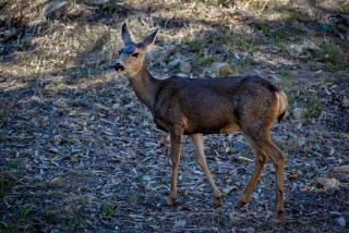 Catalina Island, CA - October 31: A mule deer doe walks along a hillside near a feral cat feeding station behind the Descanso Beach Club in Avalon, Catalina Island Tuesday, Oct. 31, 2023. Catalina Island residents formed Coalition Against the Slaughter of Catalina Deer and are trying to stop the Catalina Island Conservancy from proceeding with a plan to have all 2,000 mule deer on the island shot and killed. These residents believe there are other less violent ways to deal with the deer such as culling herds, and sterilization. (Allen J. Schaben / Los Angeles Times)