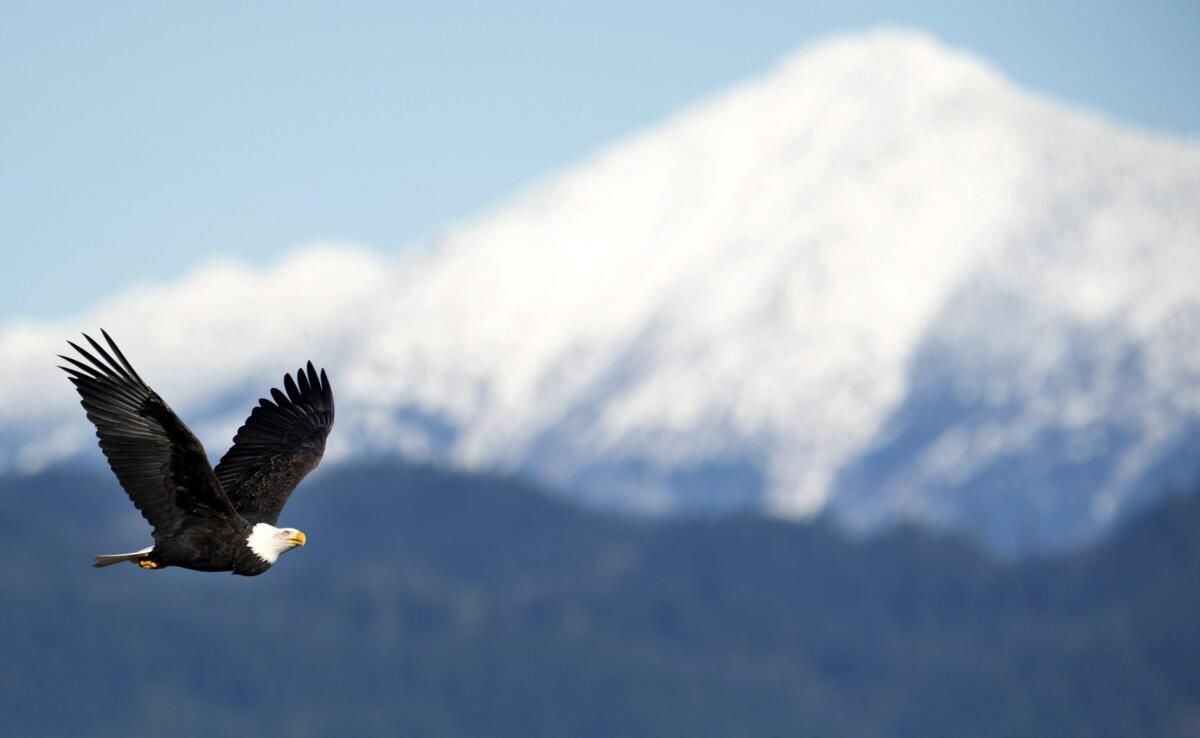 Volunteers are needed to help count bald eagles, like the one in this file photo.