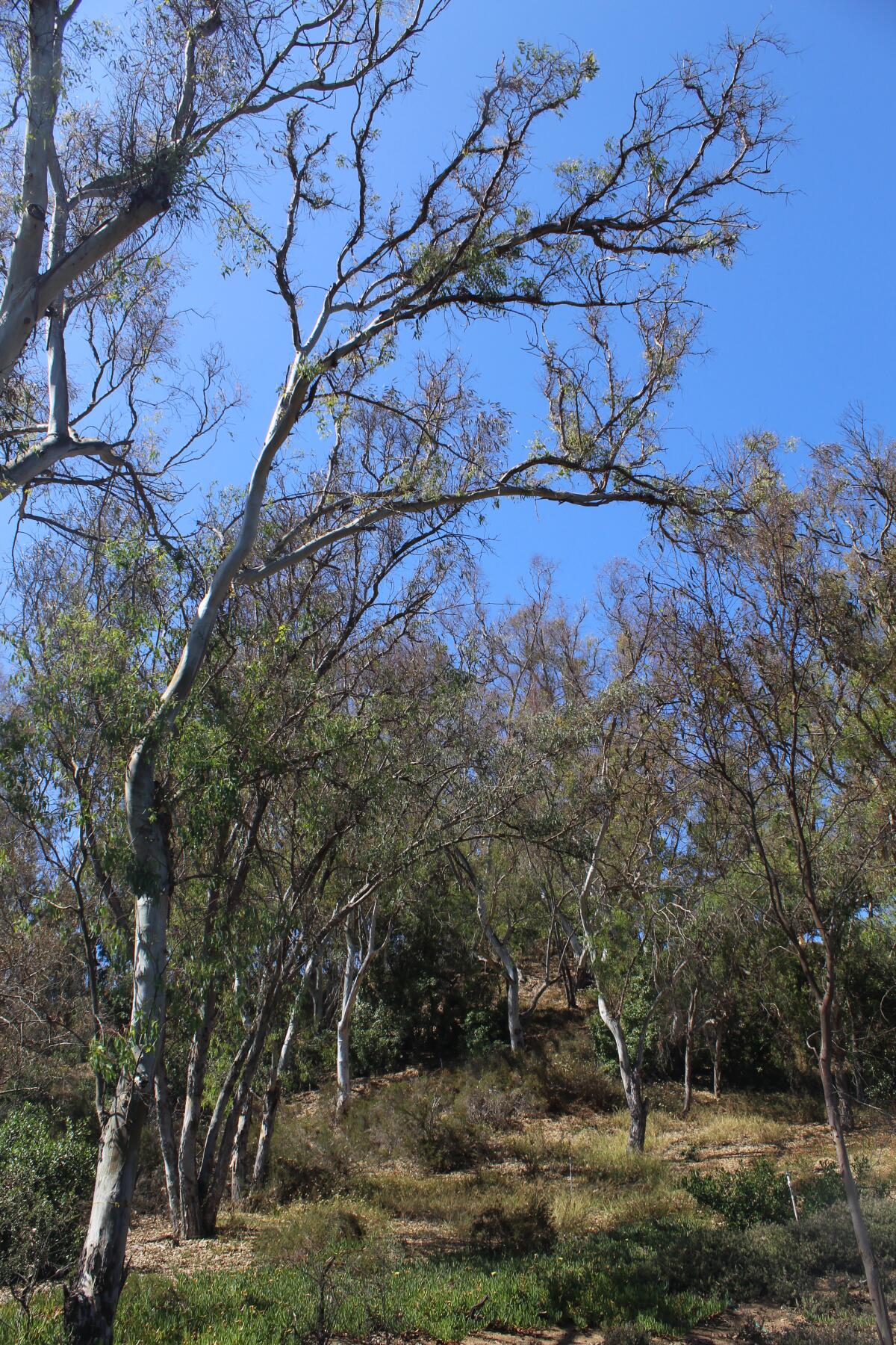 Dead and dying trees pose a fire risk for Rancho Santa Fe homes and communities.