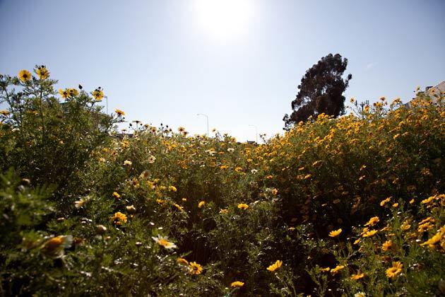 Ballona Creek