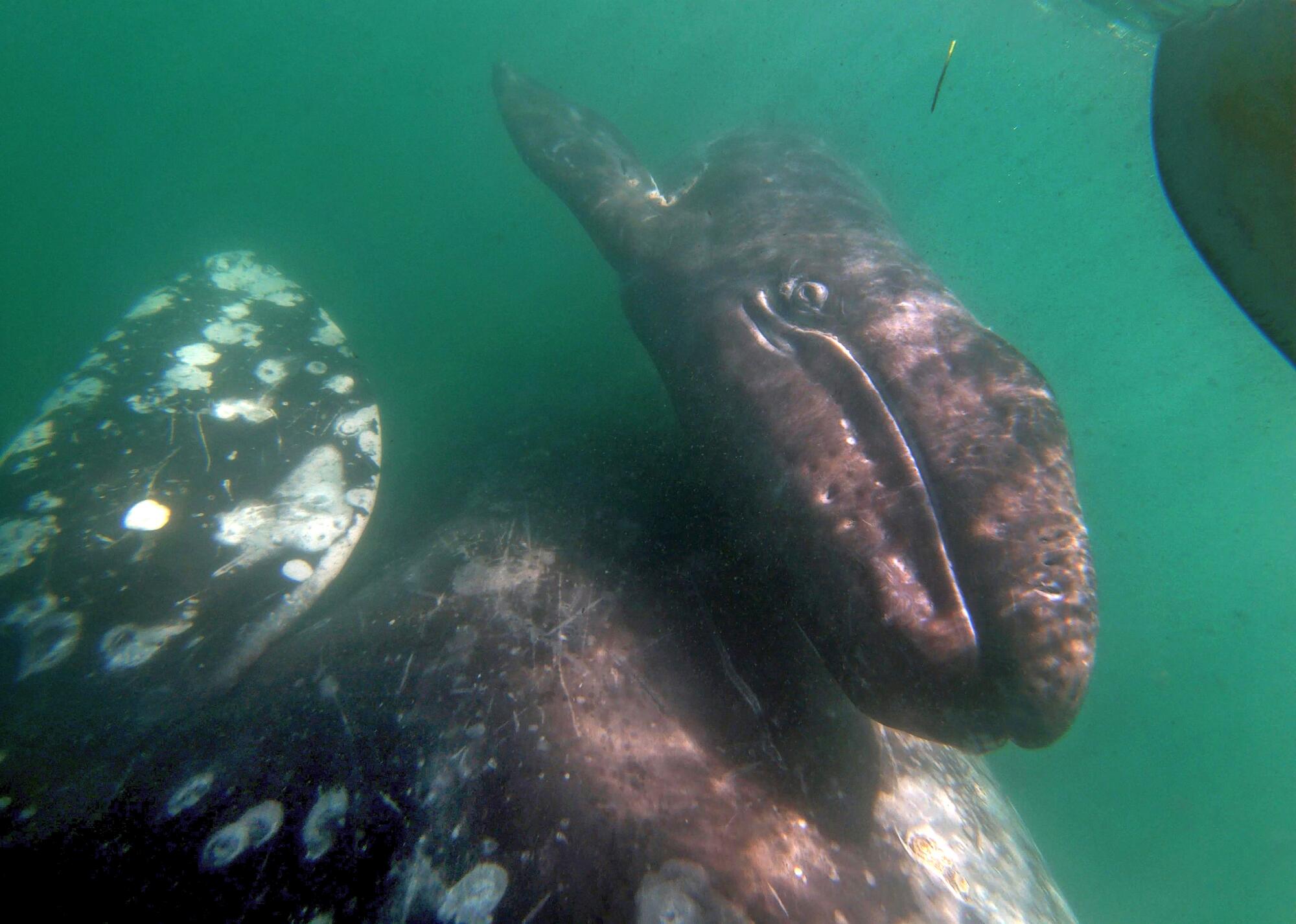 A gray whale pushes her calf to the surface in Laguna San Ignacio, Baja California.