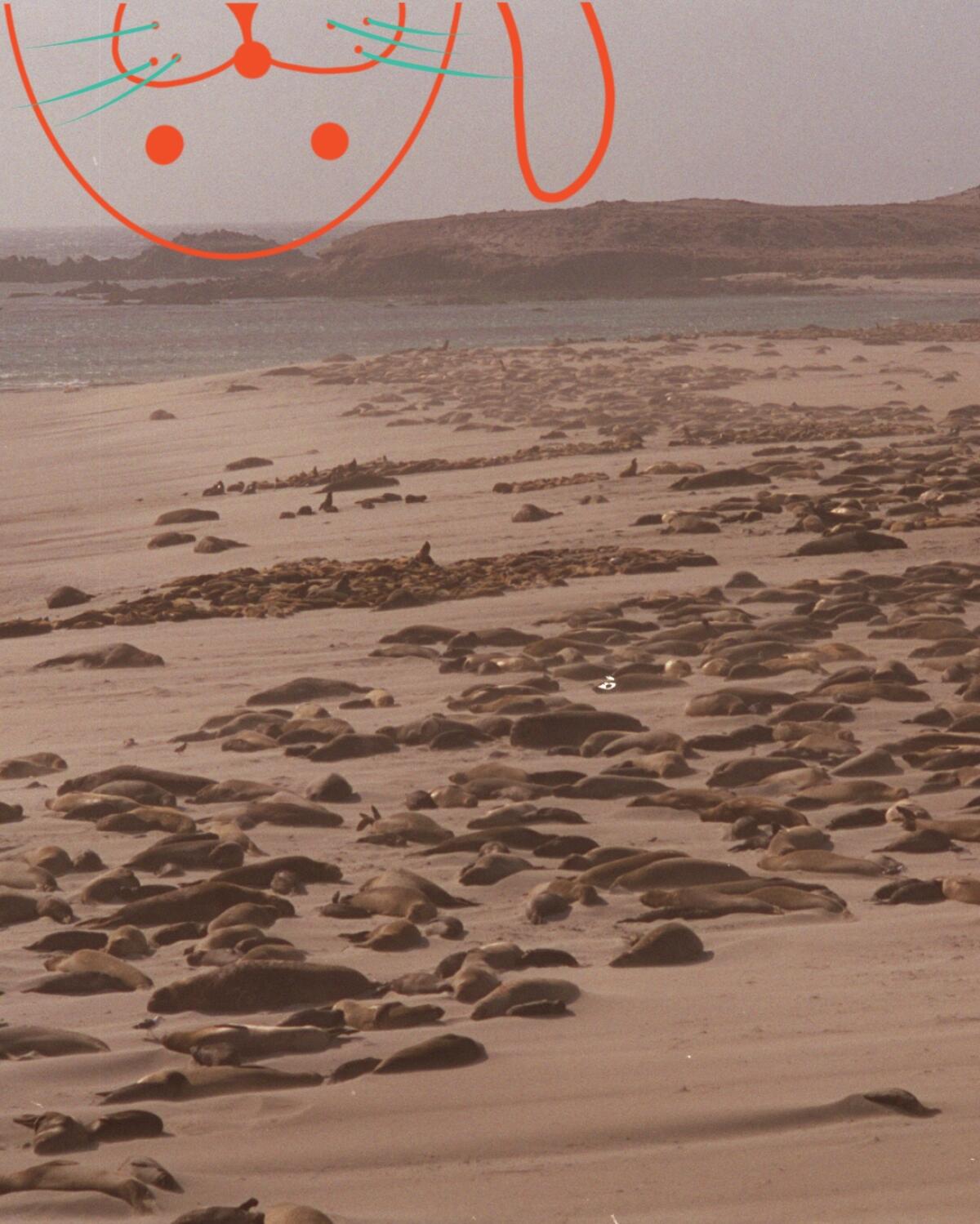 Seals on the beaches of San Miguel Island.