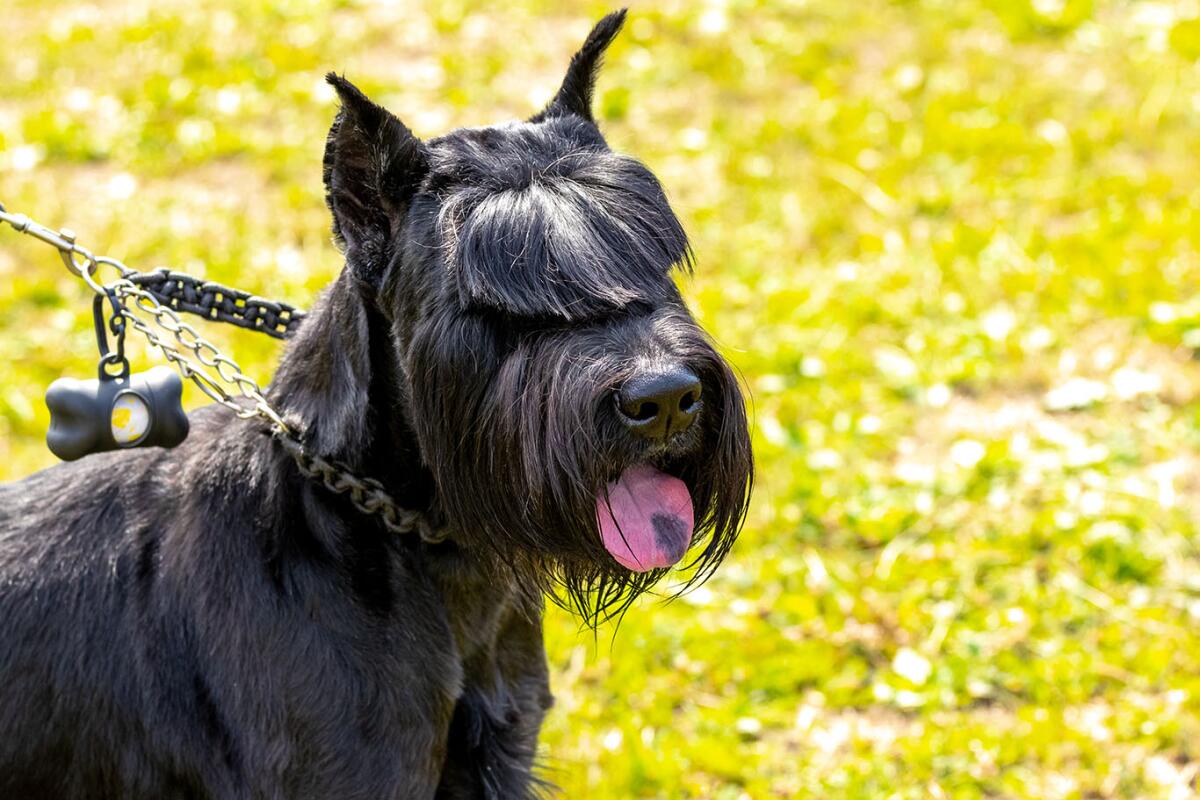 Portrait of a black shaggy dog breed giant Schnauzer (riesenschnauzer)