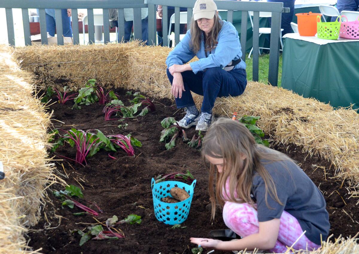 Phoebe Suppes, 9, replants vegetables with help from volunteer Margaret Button in a Dig for Roots play garden Saturday.