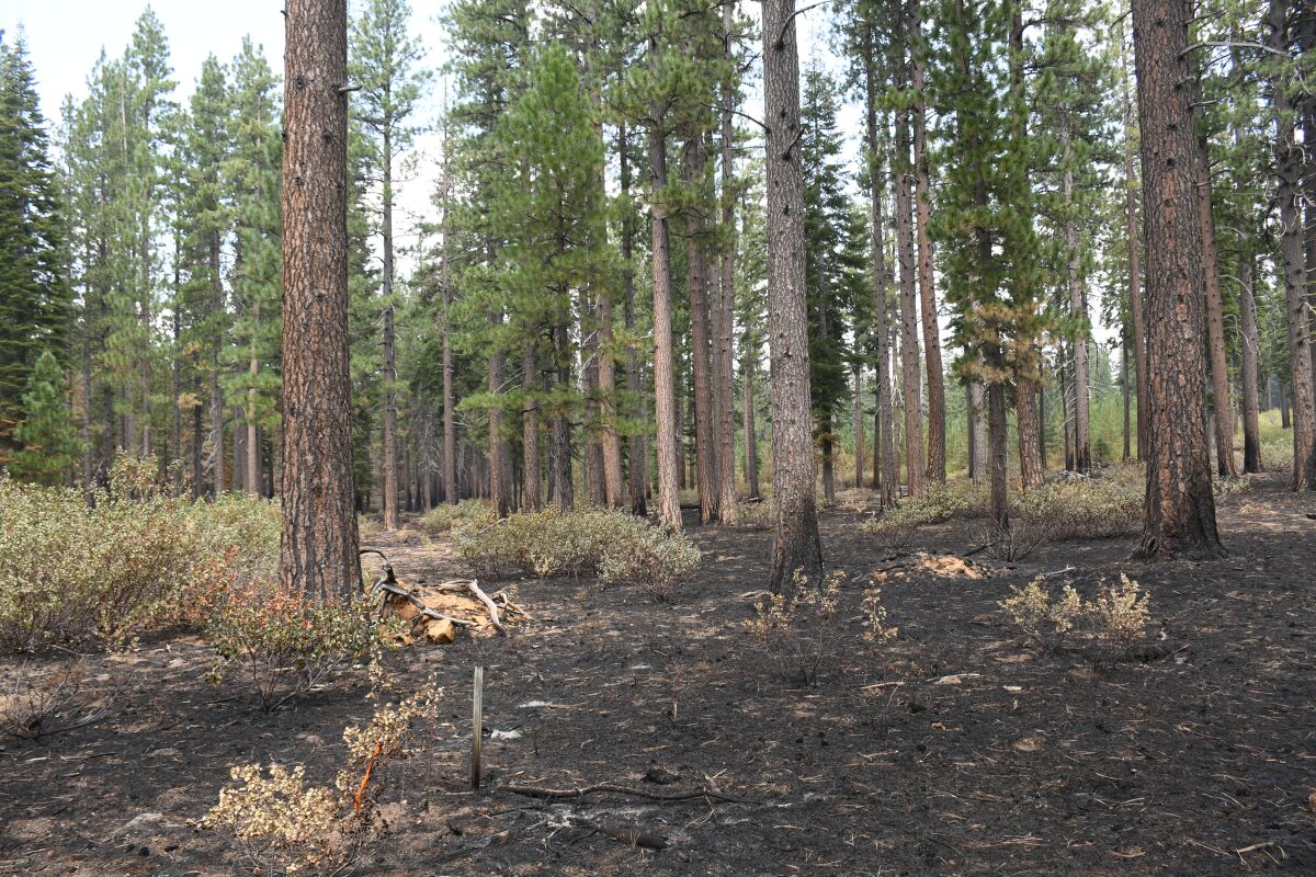 A unit in the Goosenest Adaptive Management Area that was treated with pine emphasis thinning and broadcast burning