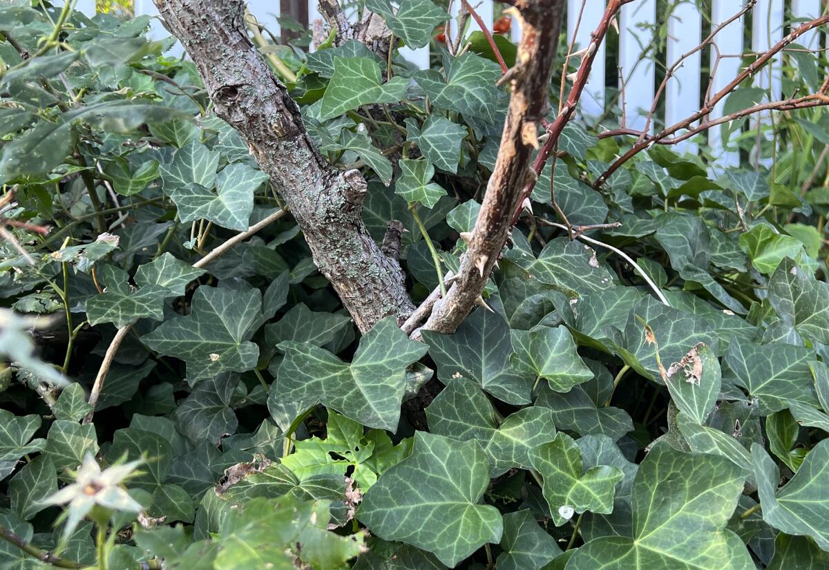 English Ivy (Hedera helix) growing around and up the base of a rose bush.