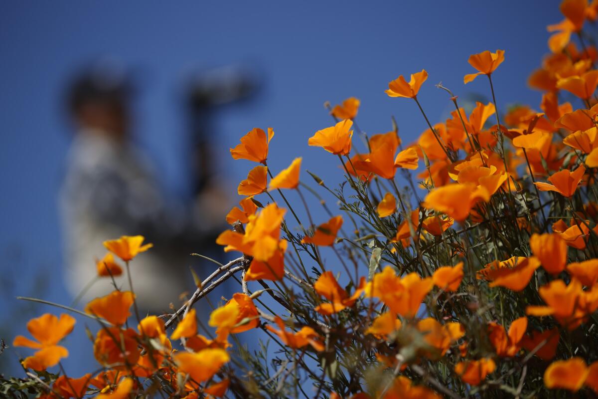 Un fotógrafo pasa junto a flores silvestres en Lake Elsinore, California.