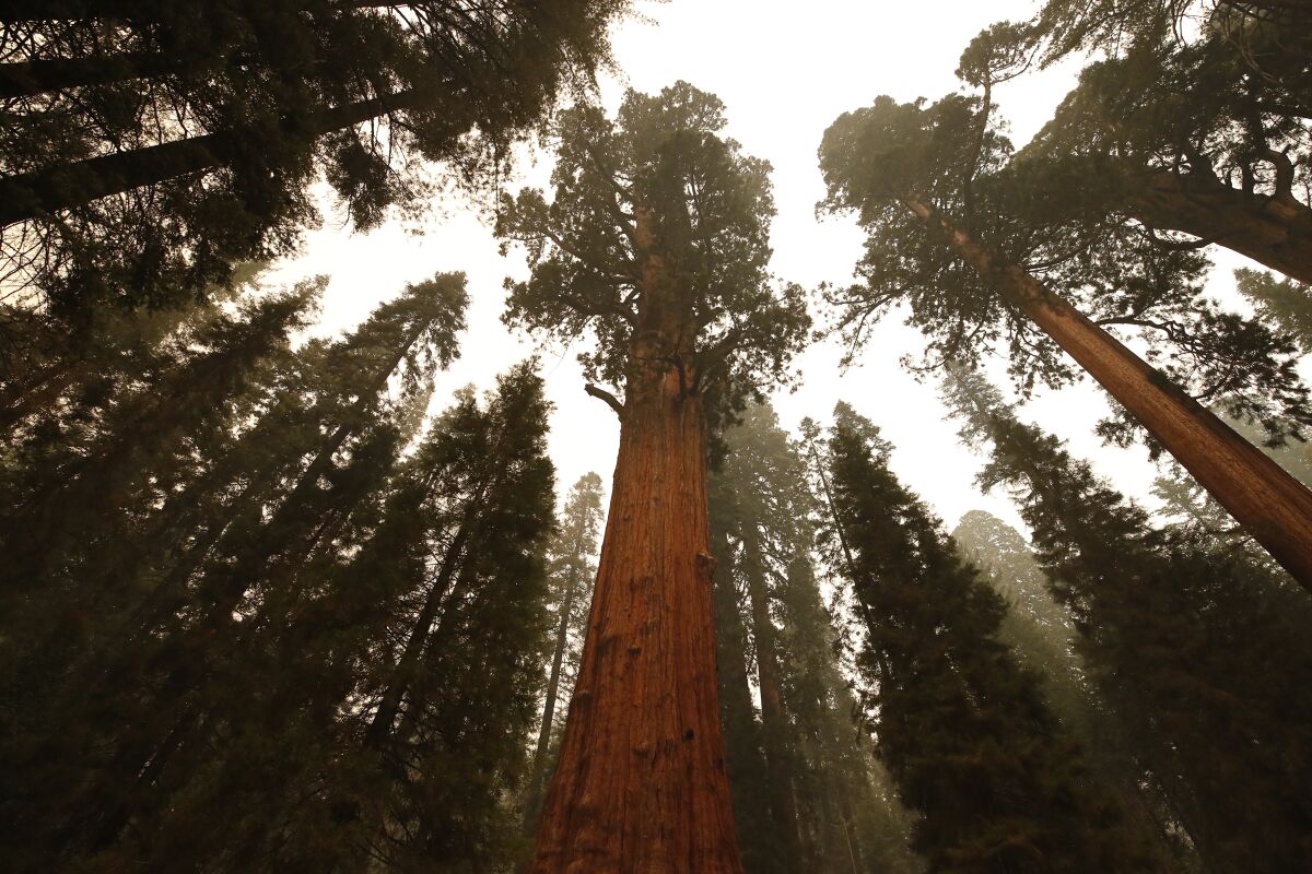 A skyward view of the General Sherman Tree and other sequoias