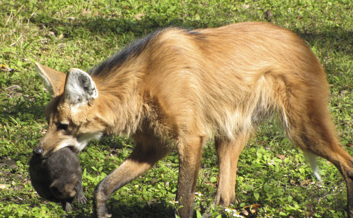 In this Feb. 19, 2022, photo provided by the Audubon Nature Institute is a mother maned wolf, Brisa, with her new puppies at the Audubon Zoo in New Orleans. Near-threatened maned wolves brought to New Orleans to breed have done just that, and are rearing four puppies, the Audubon Zoo announced Thursday, March 3, 2022. Three are black and one is silver, but they’ll mature to their parents’ coloration — red coats shading to black on muzzles and long, slender legs. (Audubon Nature Institute via AP)