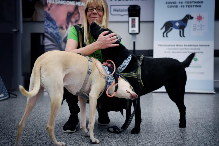 Sniffer dogs named K'ssi, left and Miina react with trainer Susanna Paavilainen at the Helsinki airport in Vantaa, Finland, Tuesday, Sept. 22, 2020. Four corona sniffer dogs are trained to detect the Covid-19 virus from the arriving passengers samples at the airport. (Antti Aimo-Koivisto/Lehtikuva via AP)