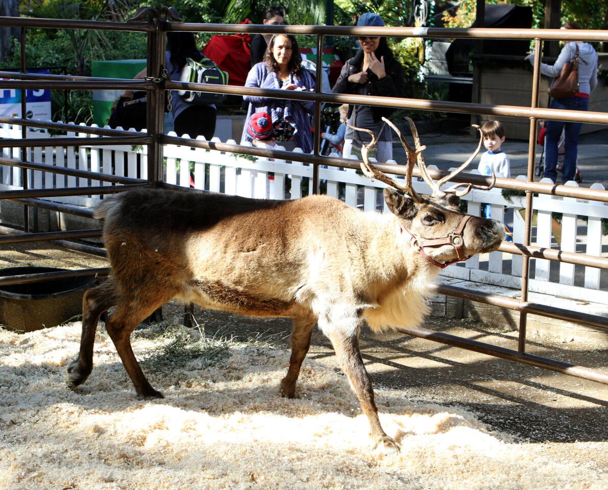 Photo Gallery: L.A. Zoo's Reindeer Romp
