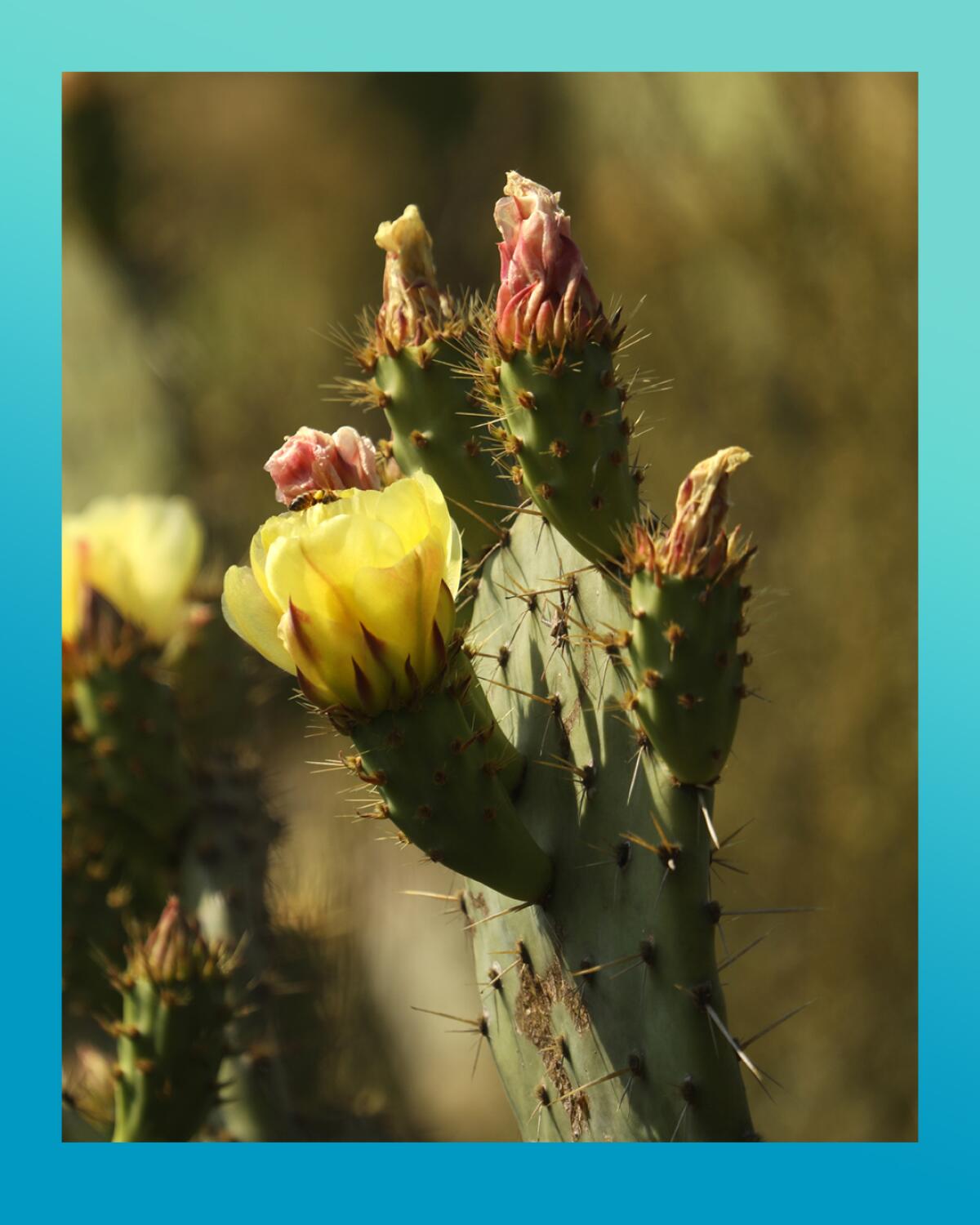 A photo of a prickly pear cactus in bloom at the former Banning Ranch oil field in Newport Beach.